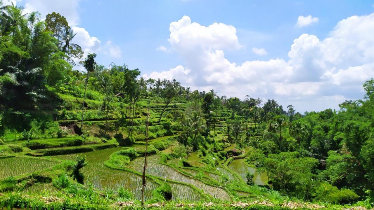 Mysha Guest House-Lombok Tetebatu Dış mekan fotoğraf