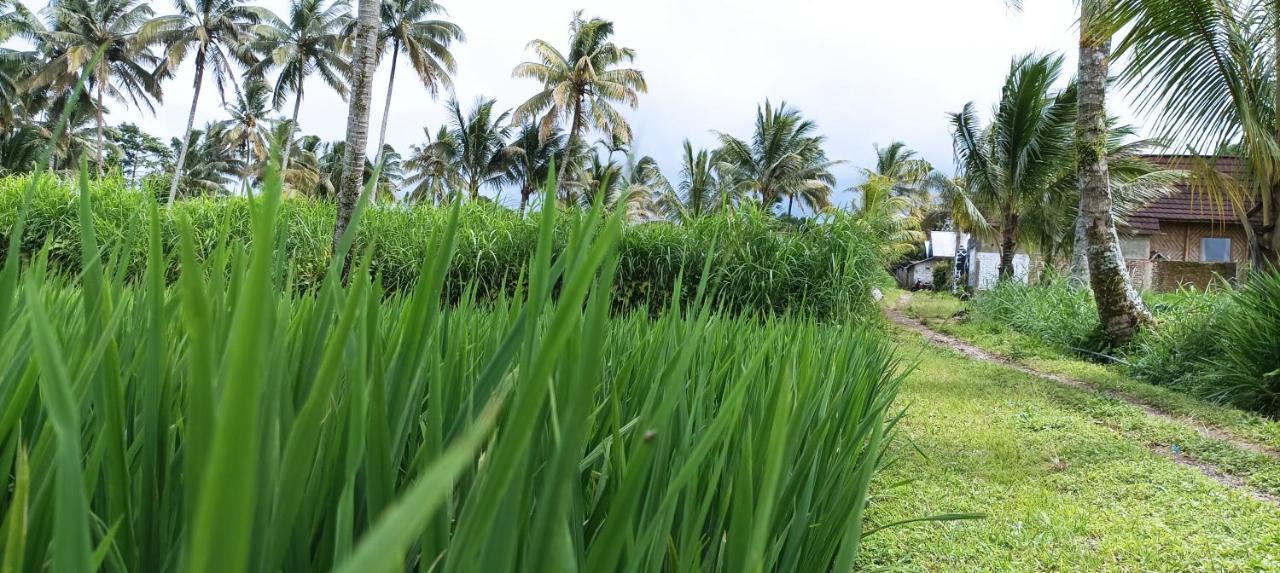 Mysha Guest House-Lombok Tetebatu Dış mekan fotoğraf
