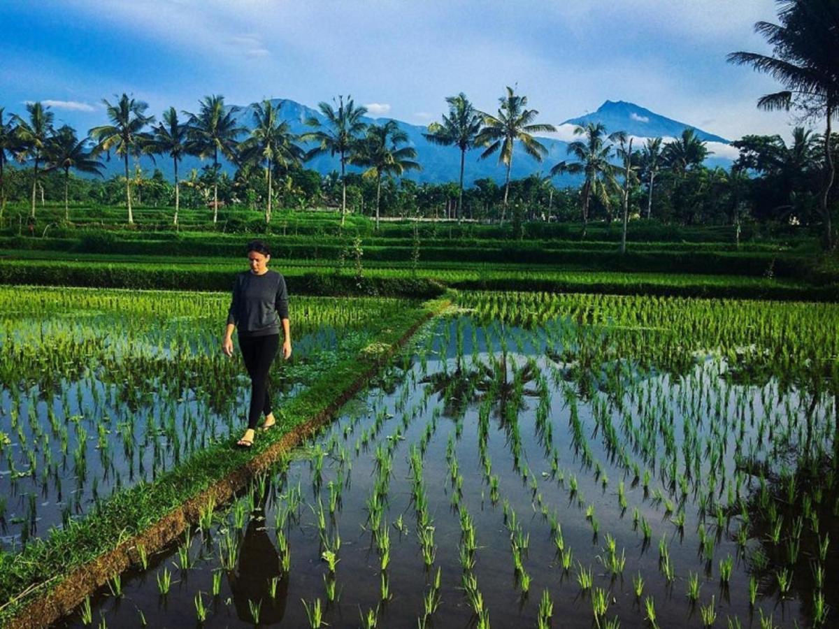 Mysha Guest House-Lombok Tetebatu Dış mekan fotoğraf
