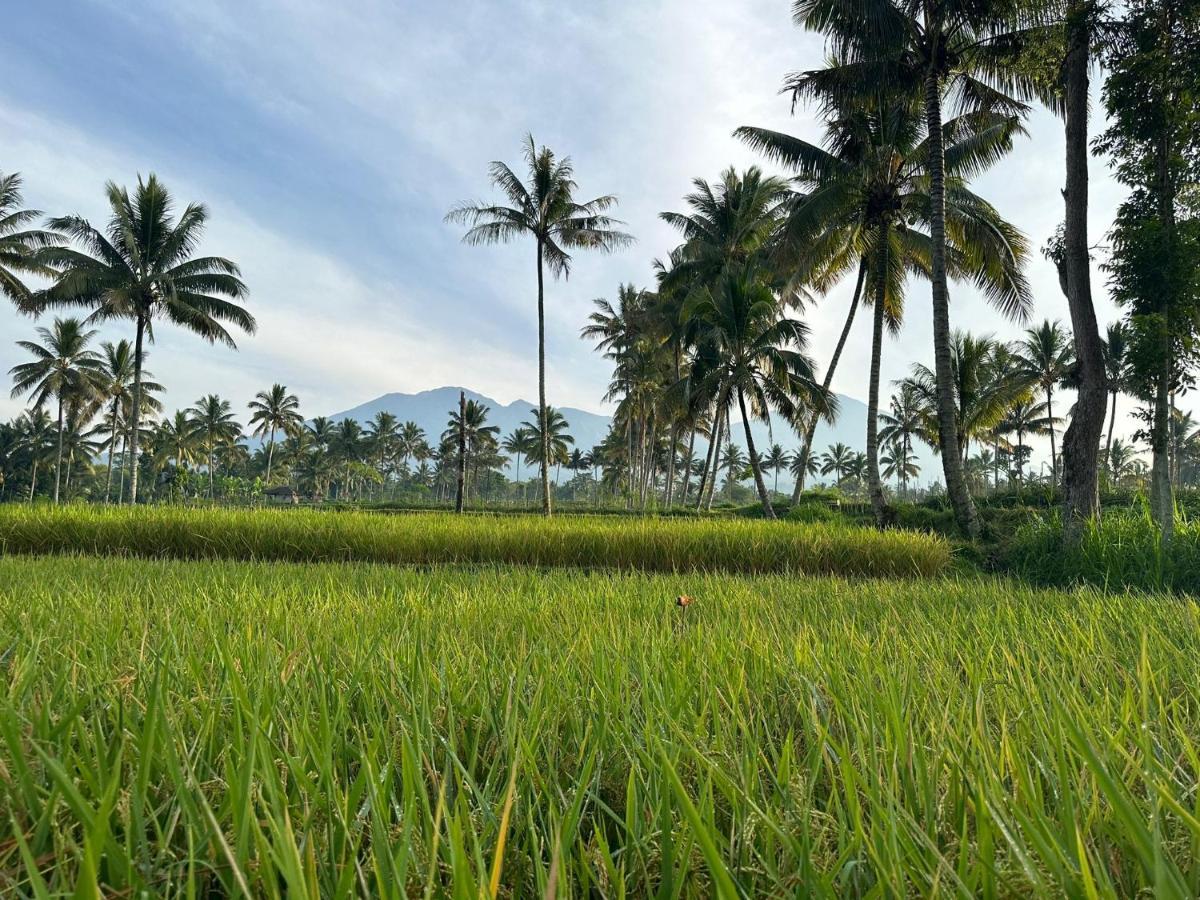Mysha Guest House-Lombok Tetebatu Dış mekan fotoğraf